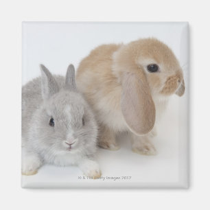 Aimant Deux lapins.Netherland Nwarf et Holland Lop.