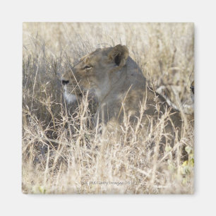 Aimant Deux lions cachés dans l'herbe sèche,