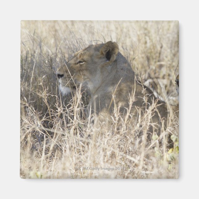Aimant Deux lions cachés dans l'herbe sèche, Kruger Natio (Devant)