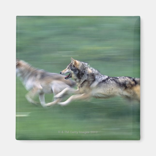 Aimant Deux loups dans la prairie de montagne (Devant)