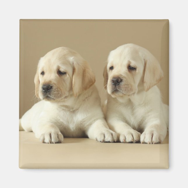 Aimant Deux Marionnettes Golden Labrador (Devant)