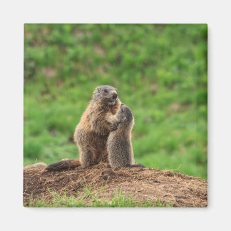 Aimant Deux marmottes