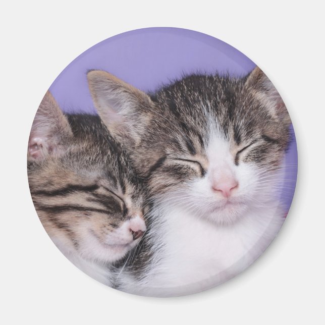 Aimant Deux mignons chatons qui font la sieste (Devant)