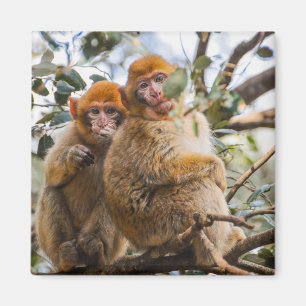 Aimant Deux Mignons singes