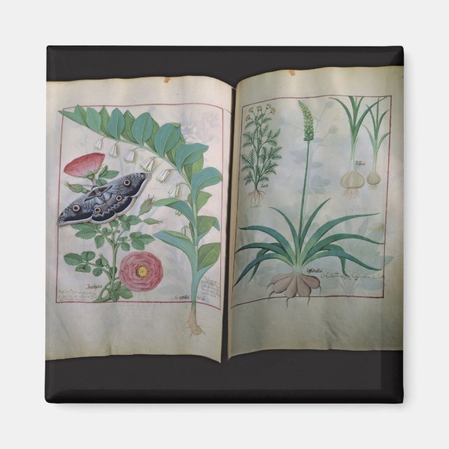 Aimant Deux pages représentant le Rose et l'ail (Devant)