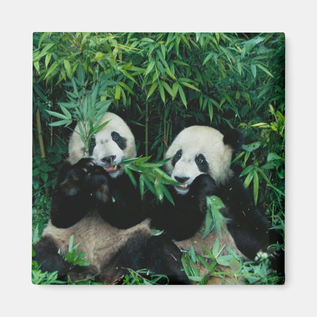 Aimant Deux pandas mangeant du bambou ensemble, Wolong (Devant)
