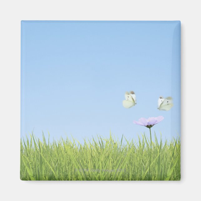 Aimant Deux papillons survolent la fleur (Devant)