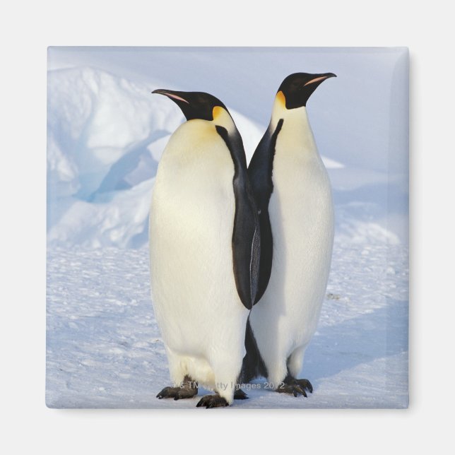 Aimant Deux pingouins empereurs en Antarctique (Devant)