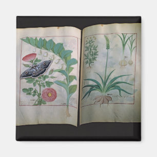 Aimant Deux representations de pages roses et ail