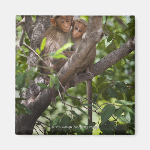Aimant Deux singes dans un arbre