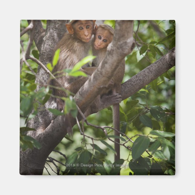 Aimant Deux Singes Dans Un Arbre (Devant)