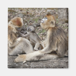 Aimant Deux singes dorés femelles avec des nouveau-nés