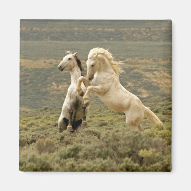 Aimant Deux Stallions sauvages combattent (Devant)