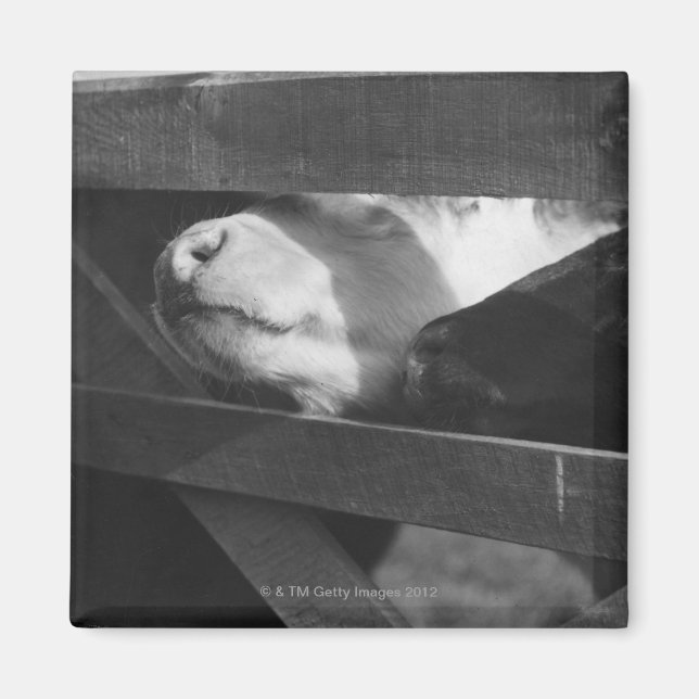 Aimant Deux veaux se balançant le nez dans le trou (Devant)