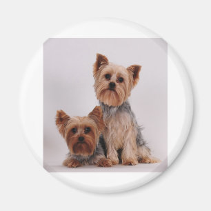 Aimant Deux Yorkies