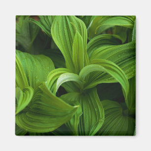 Aimant Dewdrops sur une fausse Helabore