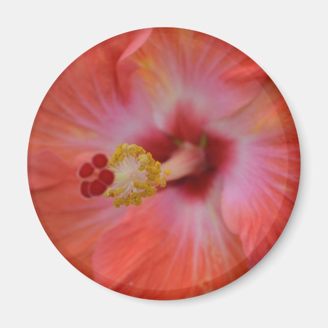 Aimant d'Hibiscus orange (Devant)