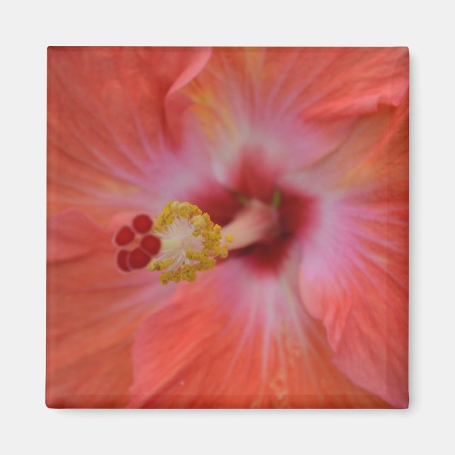 Aimant d'Hibiscus orange (Devant)