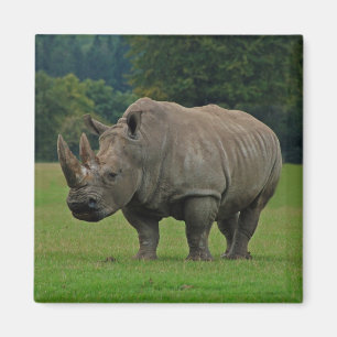 Aimant d'hippopotame