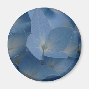 aimant d'hortensia