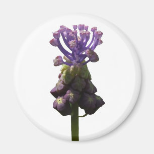 Aimant d'Hyacinthe de raisin