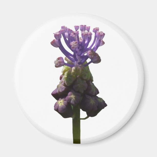 Aimant d'Hyacinthe de raisin (Devant)