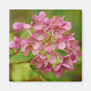 Aimant d'Hydrangée rose