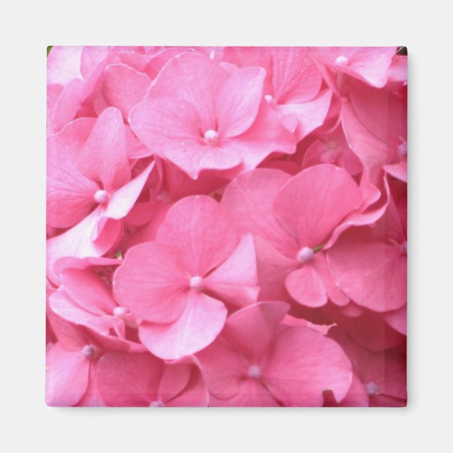 Aimant d'Hydrangée rose (Devant)
