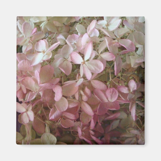 Aimant d'Hydrangée rose (Devant)