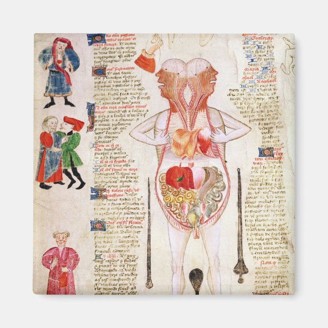 Aimant Diagramme anatomique (Devant)