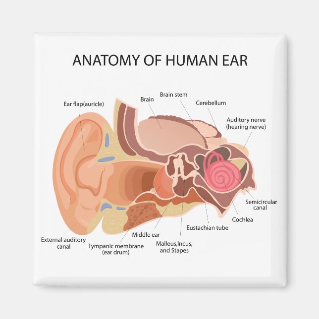 Aimant Diagramme anatomique du coeur (Devant)