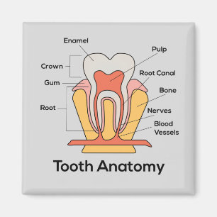 Aimant Diagramme d'anatomie des dents