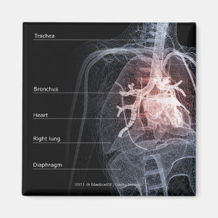 Aimant Diagramme de l'appareil respiratoire et du coeur