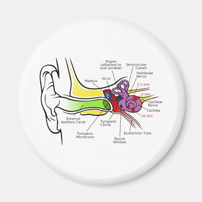 Aimant Diagramme de l'oreille humaine avec Cartographie d (Devant)