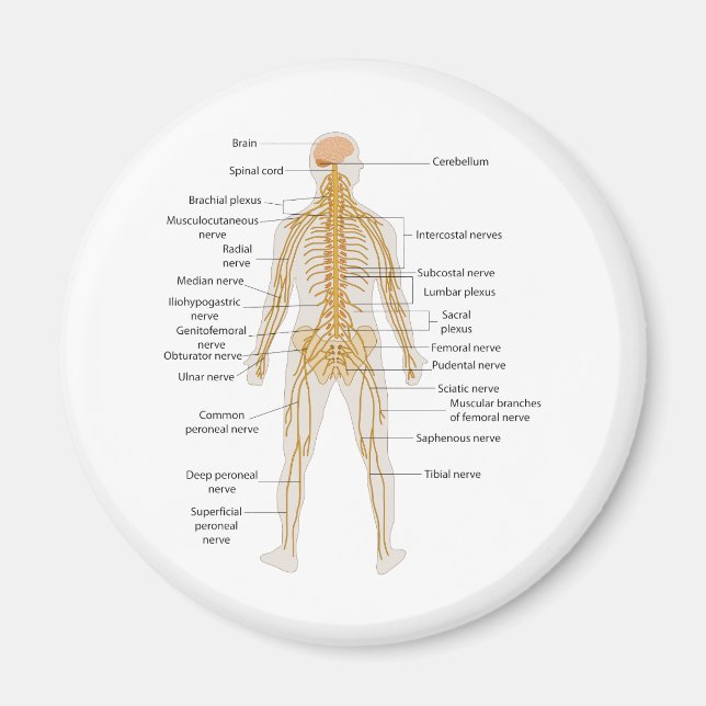 Aimant Diagramme du système nerveux du corps humain (Devant)