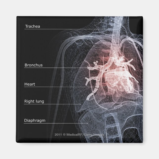 Aimant Diagramme du système respiratoire et du coeur (Devant)
