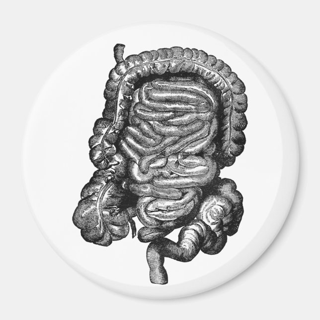 AIMANT DIAGRAMME INTESTINES VINTAGE (Devant)