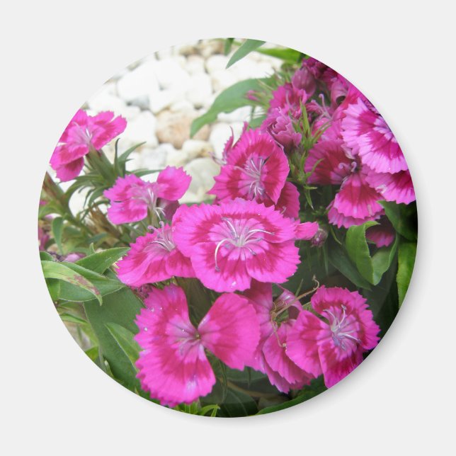 Aimant Dianthus rose/Sweet William (Devant)