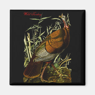 Aimant Dindon sauvage Audubon Éducation des oiseaux d'Amé