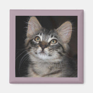 Aimant d'innocence de Kitten