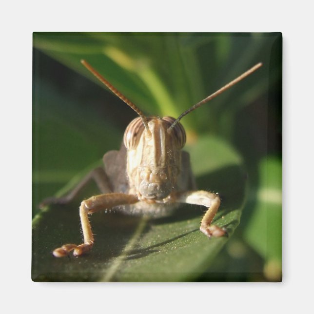 Aimant d'insectes de sauterelle égyptien (Devant)