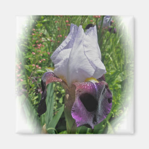Aimant d'iris