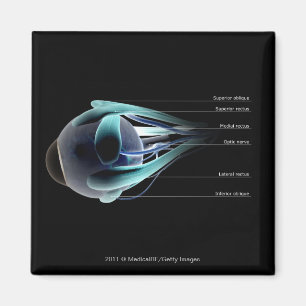 Aimant Disposition de tous les muscles dans l'oeil humain