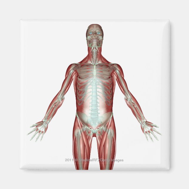 Aimant Disposition de tous les muscles du corps humain (Devant)