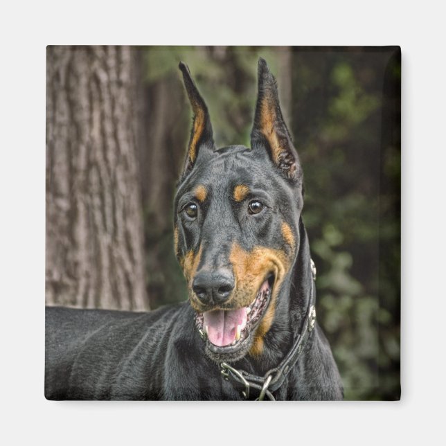 Aimant Doberman dans l'aimant forestier (Devant)