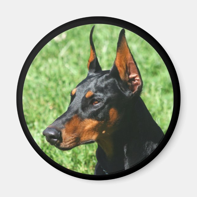 aimant doberman pinscher (Devant)