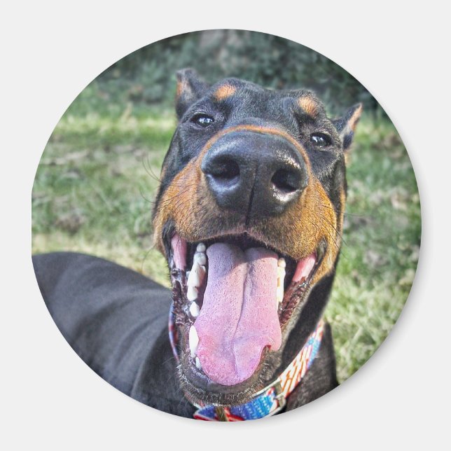 Aimant Doberman Souriant (Devant)