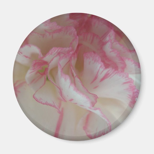 Aimant d'oeillet blanc et rose (Devant)