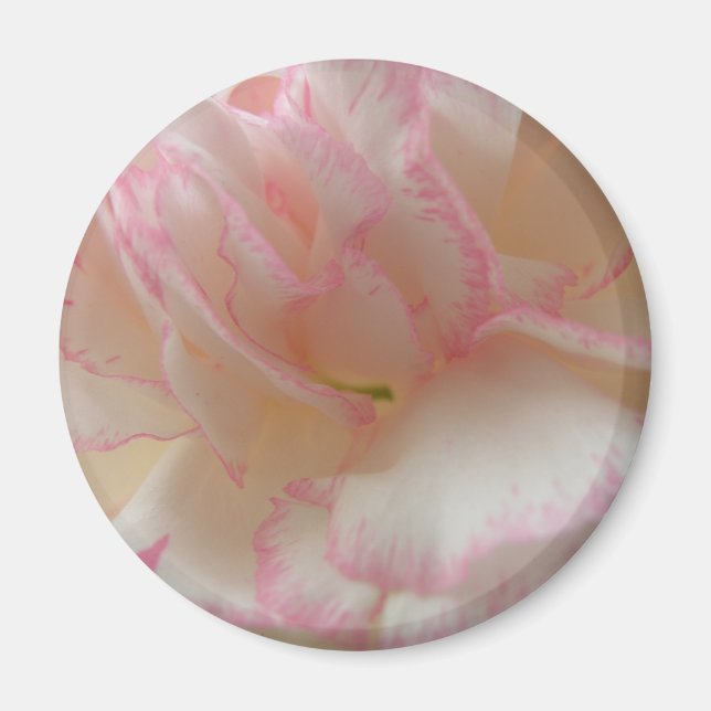 Aimant d'oeillet rose et blanc (Devant)