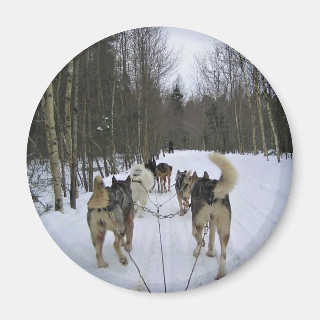 Aimant Dog Sledding à Québec, Canada (Devant)